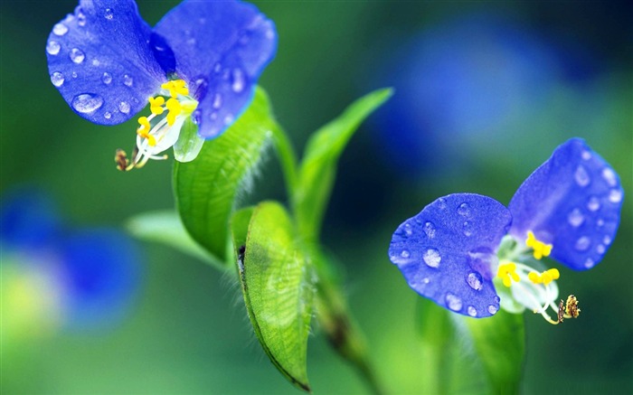 pequenas flores macro fotografia-flor papel de parede de mesa Visualizações:9330