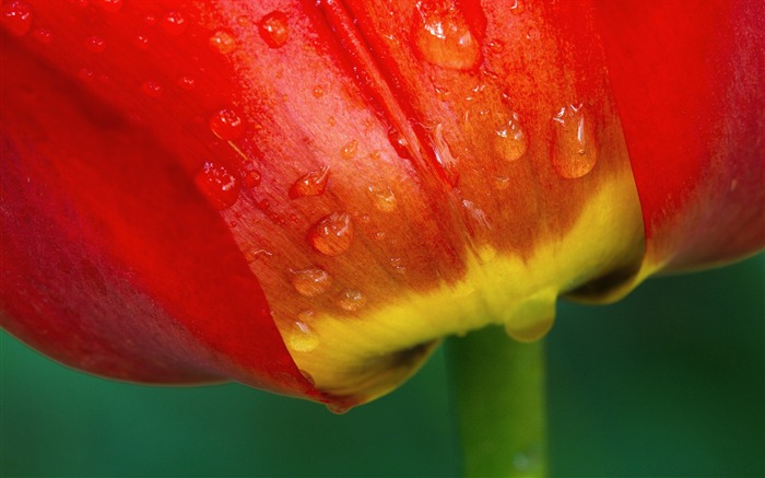 tulip-flowers Desktop Wallpapers Views:10104 Date:2011/12/20 0:25:07