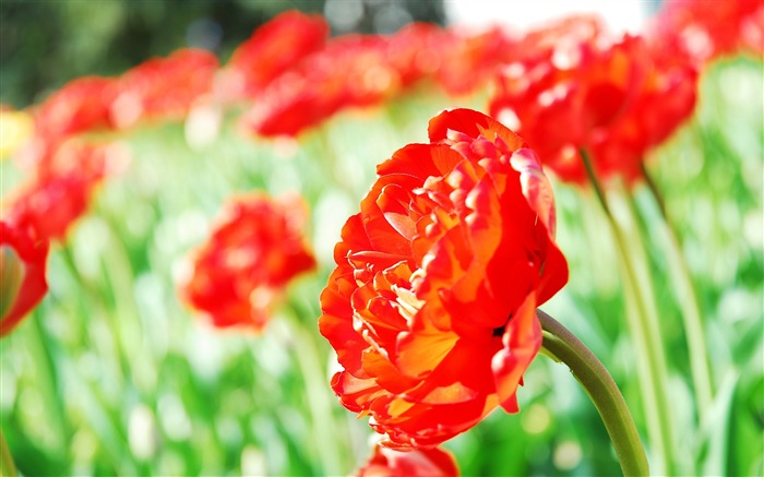 tulip red-flowers Desktop Wallpapers Views:10399 Date:2011/12/20 0:25:51