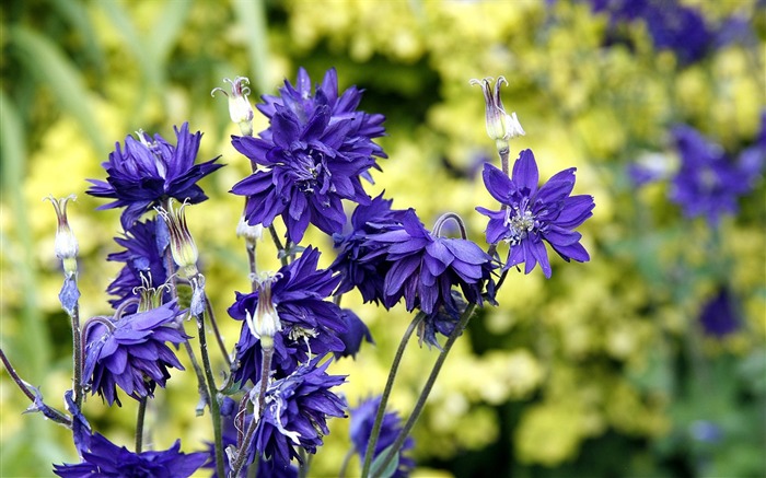 Flores violetas - fotos da área de flores Visualizações:9794