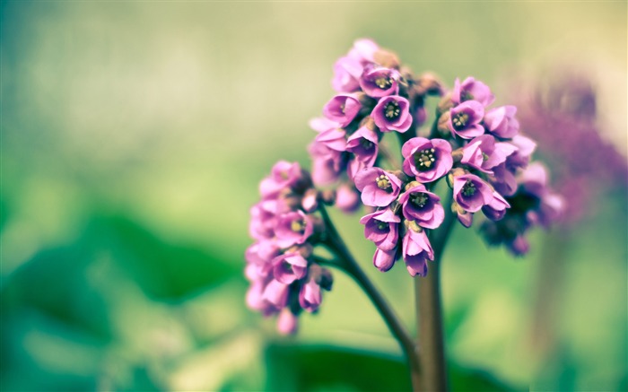 紫の花-花のデスクトップピクチャ ブラウズ:8637