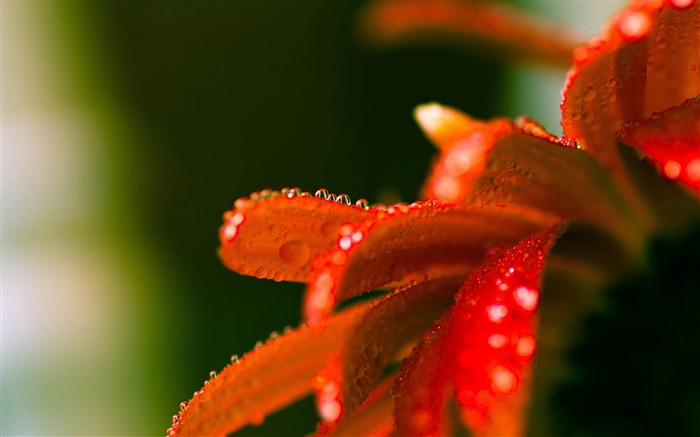 gotas de água nas pétalas de gerbera - papel de parede da flor Visualizações:9882