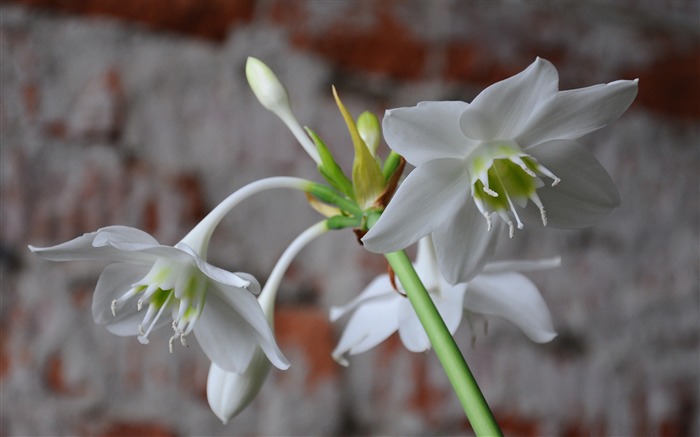 white flowers-flowers Desktop Wallpapers Views:10412 Date:2011/12/20 0:26:35