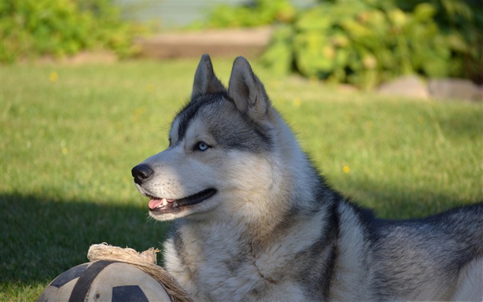 chiens husky-animal chien papier peint de bureau Vues:20226