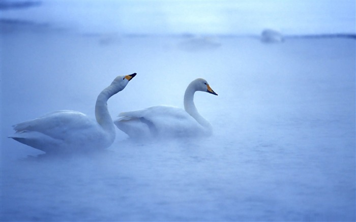 white swans-Bird Photography Wallpaper Views:12094 Date:2011/12/22 22:57:15