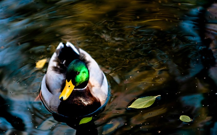 wild duck-birds Desktop Wallpapers Views:8900 Date:2011/12/7 0:51:01