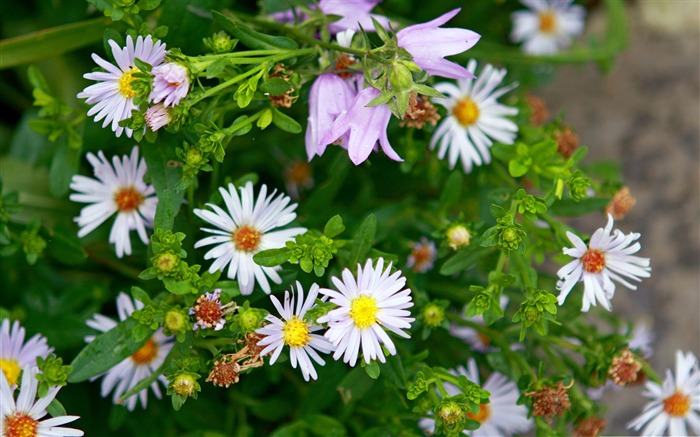 sauvages fleurs blanches-photographie-Fleur Fonds d'écran Vues:8346