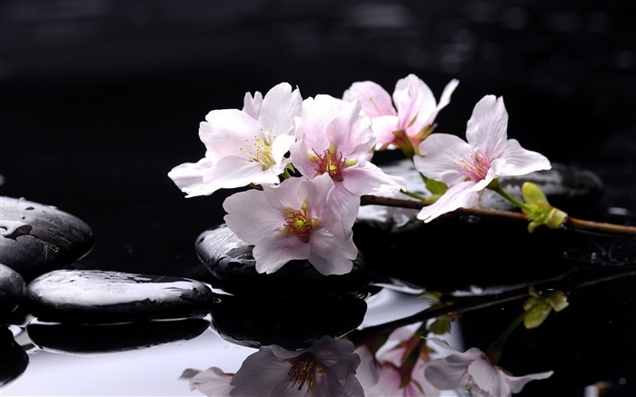 zen stones-flowers Desktop Wallpapers Views:53933 Date:2011/12/20 0:28:03