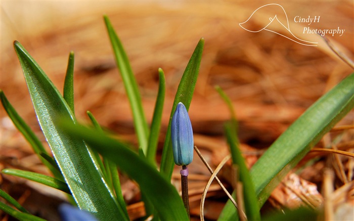 fleur bleue-Fonds d'écran Fleurs Vues:10307