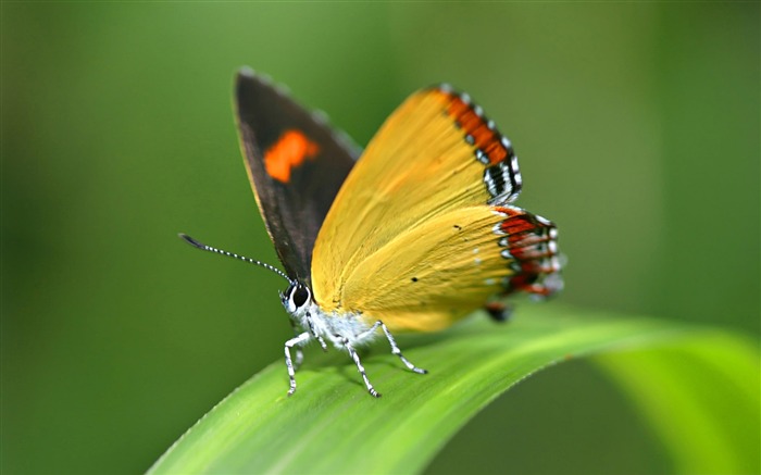 Borboleta na folha verde - o papel de parede bonito da borboleta Visualizações:12511