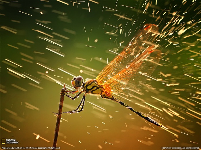 Libélula Indonesia-paisaje fotografía tema fondo de pantalla Vistas:24799