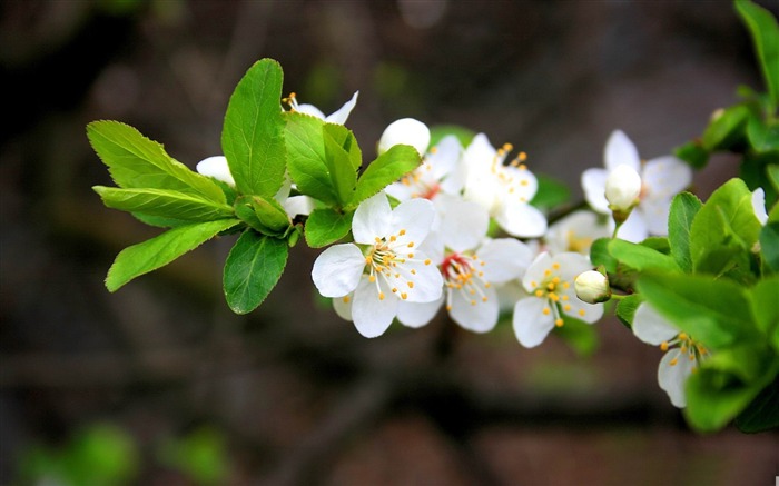 Feel the breath of spring-spring landscape desktop wallpaper Views:45829