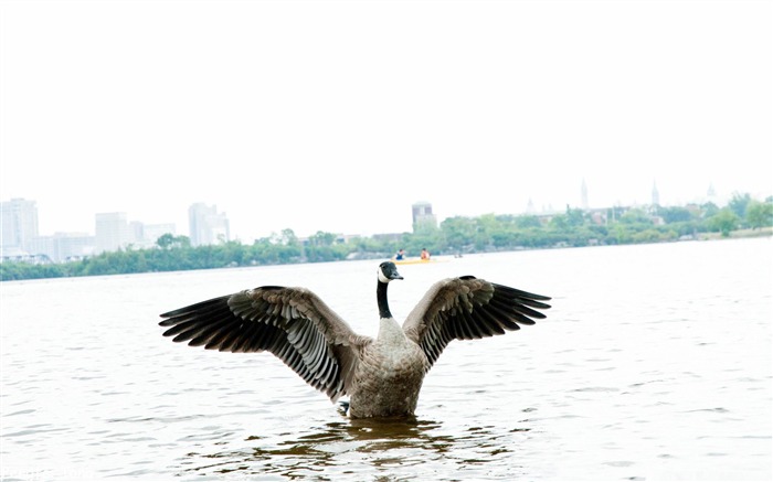 Fondo de pantalla de fotografía de aves de ganso increíble Vistas:10569