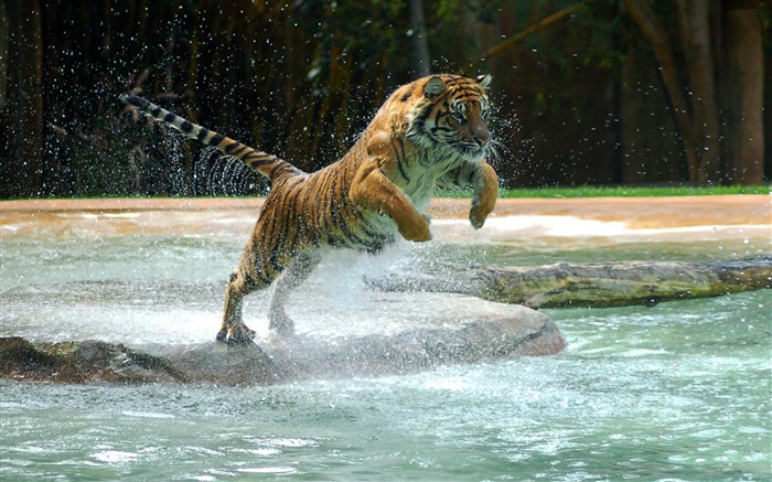 King of the jungle-Tiger Theme HD Desktop Wallpaper 02 Views:12846 Date:2012/1/31 0:53:57