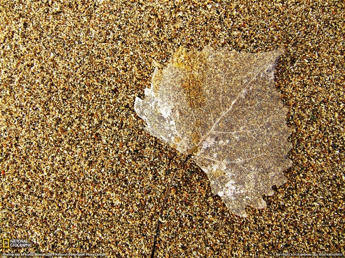 Hoja en la playa, paisaje, fotografía, tema, fondo de pantalla Vistas:12050