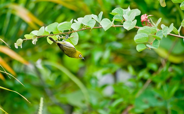 Mejiro-Amazing bird photography wallpaper Vistas:11016