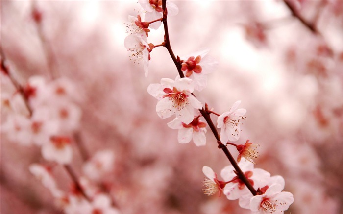 Pink cherry blossom-beauty spring desktop wallpaper Views:61554 Date:2012/1/10 0:50:29