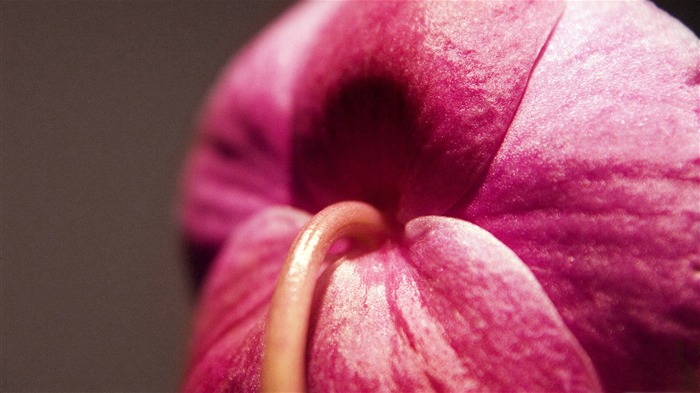 Pink flowers-flowers picture Desktop Visualizações:8595