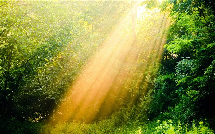 Sunshine forest-forest landscape desktop wallpaper Views:20275 Date:2012/1/23 21:54:49