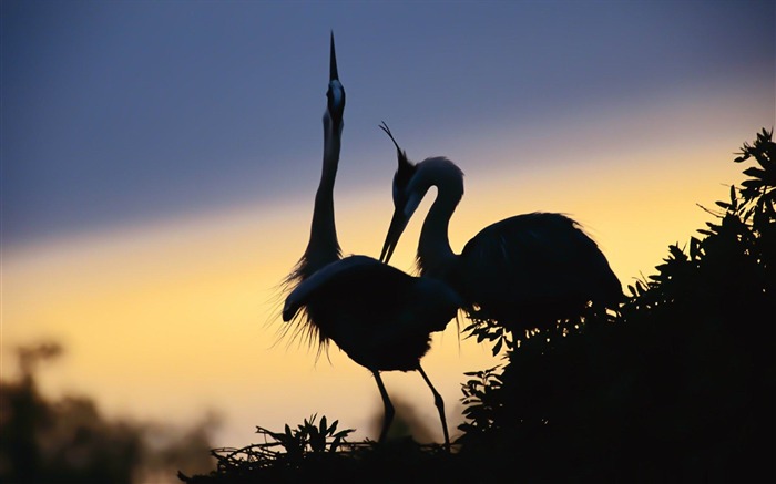 un par de grúas-Amazing bird photography wallpaper Vistas:11084