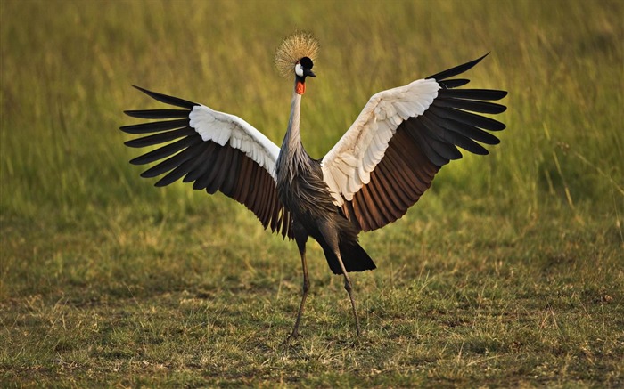 africano, coroado, guindaste, masai, mara, kenya-bird, tema, papel de parede Visualizações:11728