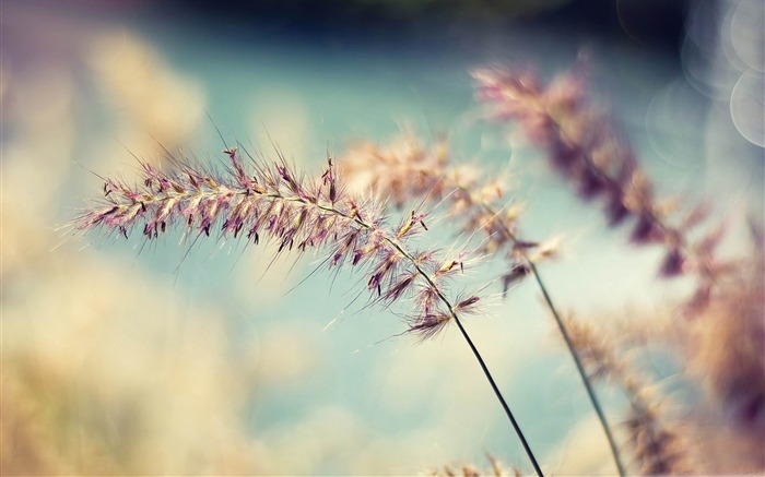 all along-spring landscape desktop wallpaper Views:9757 Date:2012/1/22 14:48:39