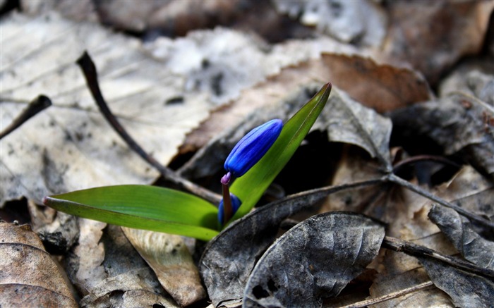 alone-spring landscape desktop wallpaper Views:10127 Date:2012/1/22 14:49:38