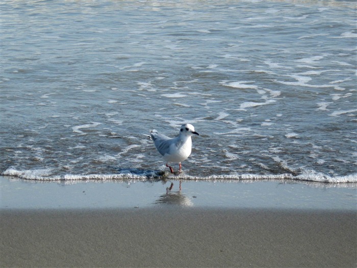 anzali bird-Amazing bird photography fondo de pantalla Vistas:9611