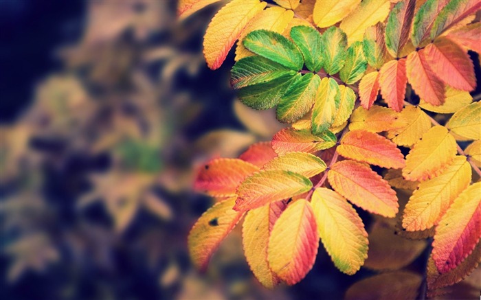 autumn leaves-forest landscape desktop wallpaper Views:13199 Date:2012/1/23 20:37:39