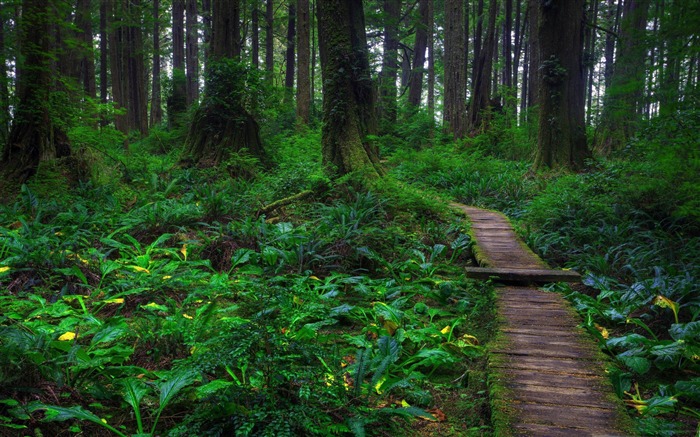 beautiful forest path-forest landscape desktop wallpaper Views:34000 Date:2012/1/23 20:38:44