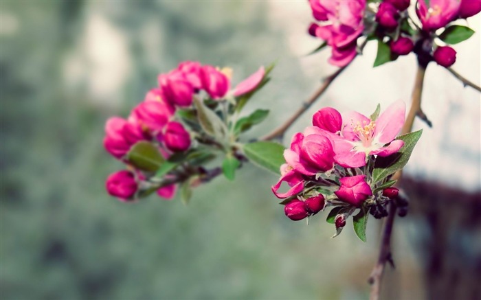 beauty of nature-beauty spring desktop wallpaper Views:17663 Date:2012/1/10 0:34:34