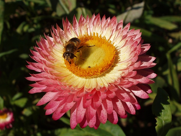 abeja en flor-flores imagen Desktop Vistas:9773