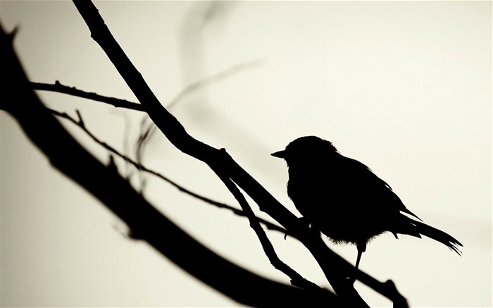 pájaro silueta-Increíble fotografía de aves fondo de pantalla Vistas:15795