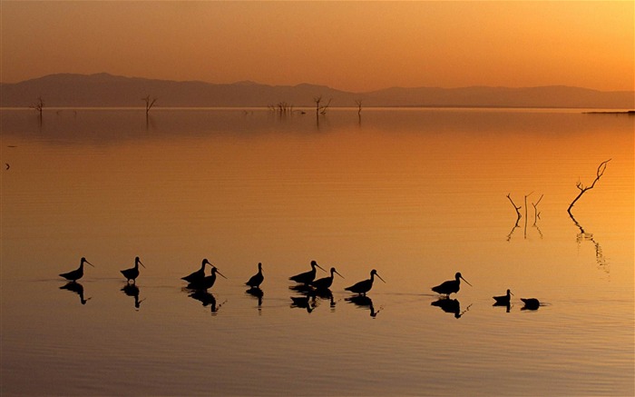 Pássaros no papel de parede do tema do lago-pássaro Visualizações:7340