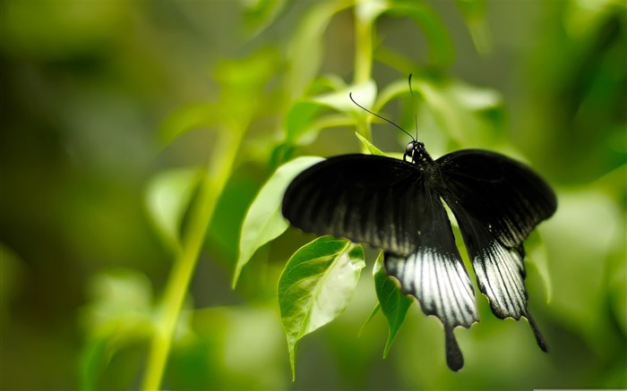 borboleta preto e branco - o lindo papel de parede da borboleta Visualizações:12769