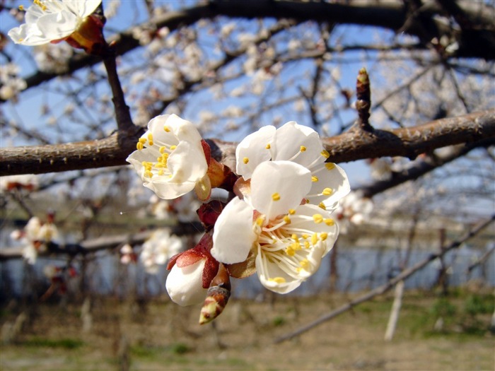 árvore em flor primavera-flores foto Desktop Visualizações:10670