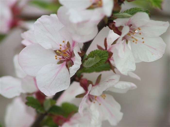 Florescente árvore primavera 01-flores Imagem Desktop Visualizações:8186