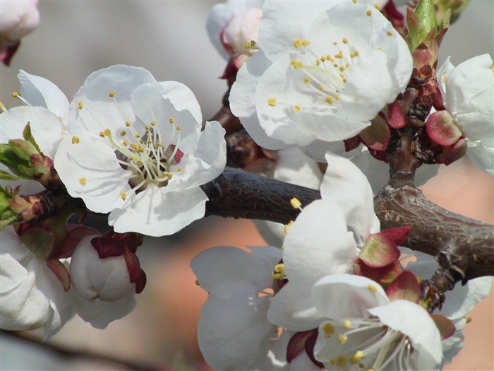 floreciente árbol primavera 02-flores imagen Escritorio Vistas:8622