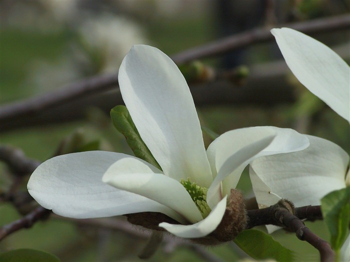 florecer árbol primavera 03-flores imagen Escritorio Vistas:9050