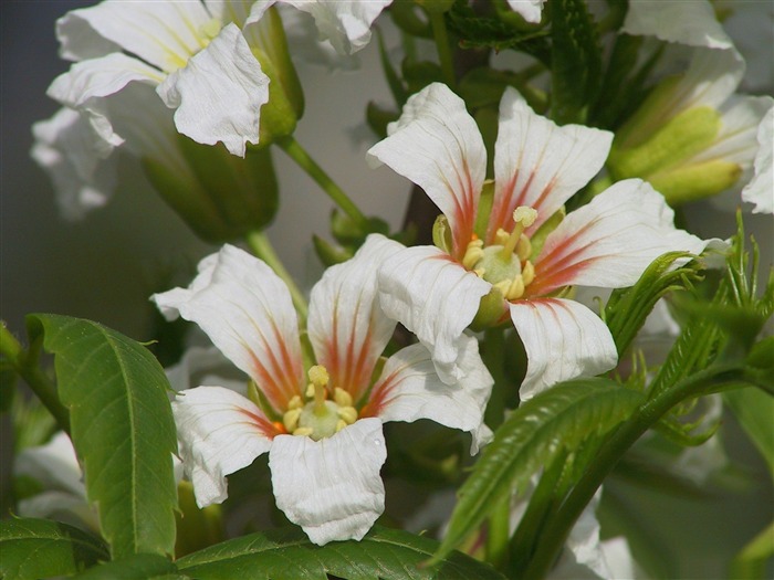 Florescente árvore primavera 04-flores Imagem Desktop Visualizações:8559