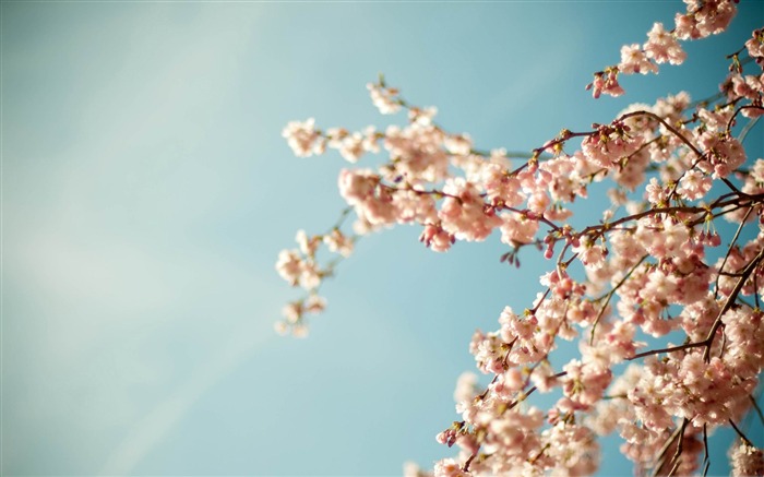 blossom tree-spring landscape desktop wallpaper Views:13579 Date:2012/1/22 14:51:59