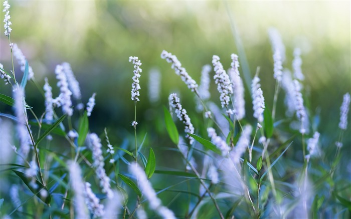 灌木花 - 鮮花桌面壁紙 查看次數:10538