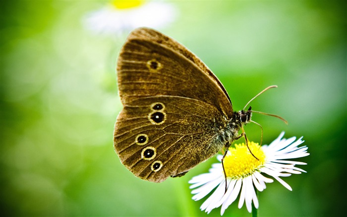 borboleta em uma margarida selvagem - o lindo papel de parede da borboleta Visualizações:11302