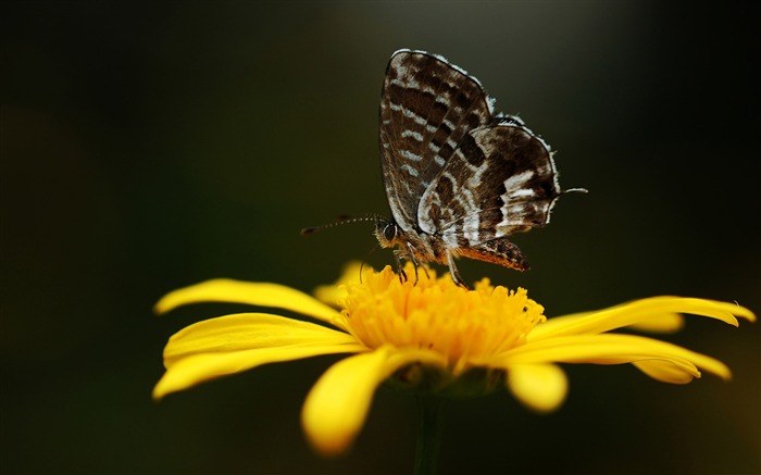 Borboleta em uma flor amarela - o lindo papel de parede da borboleta Visualizações:10021