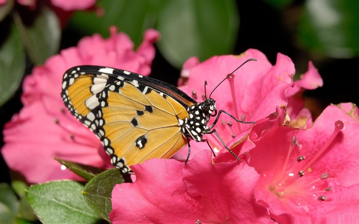 borboleta na flor rosa - o lindo papel de parede da borboleta Visualizações:11014