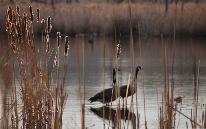 cattails-Amazing bird photography fondo de pantalla Vistas:10287