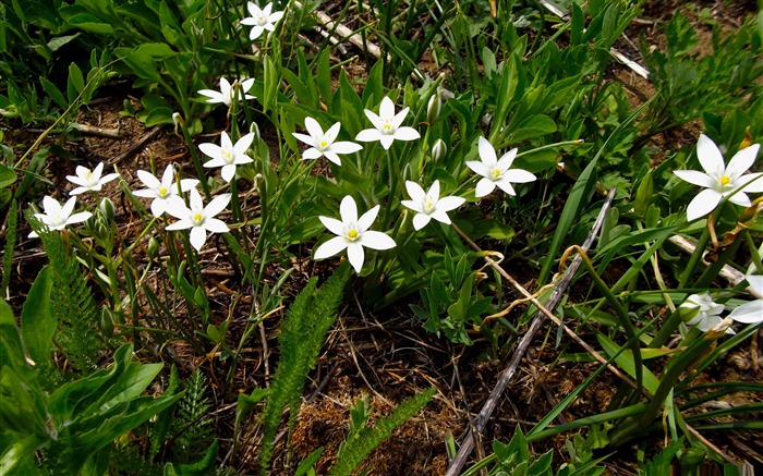 fleurs Dexters-Fonds d'écran Fleurs Vues:10602