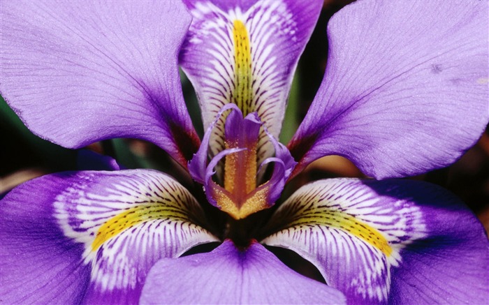 douglas iris-flowers 사진 바탕 화면 찾아보기 :9807