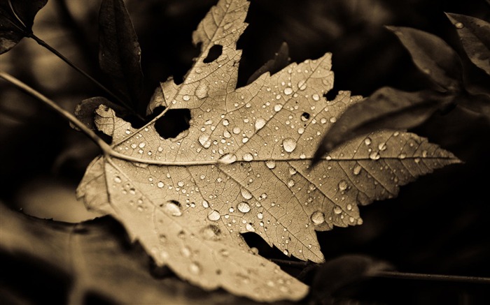 fall drops-LOMO style photography Desktop Wallpaper Views:9996 Date:2012/1/4 23:57:59