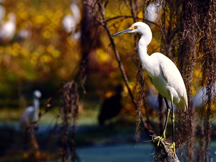 lejos del mundanal ruido hdr-Amazing bird photography wallpaper Vistas:9090